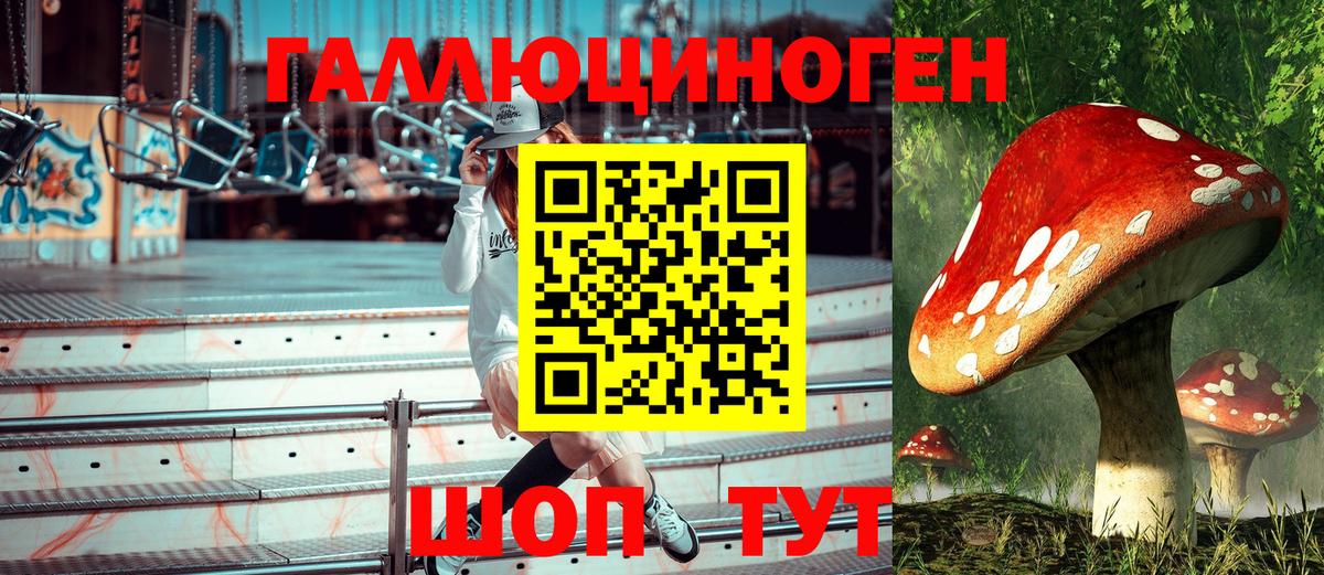 Галлюциногенные грибы Psilocybe Лениногорск
